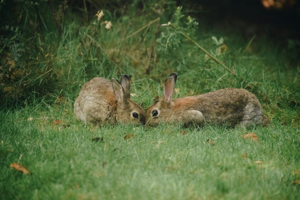 A photograph of two rabbits in short grass.