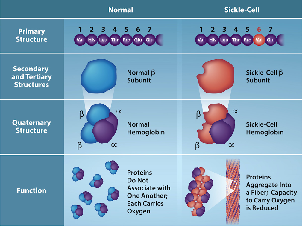 Cartoon image of the hemoglobin structure (primary, secondary, tertiary, and quaternary) and function of a normal cell and sickle-cell.