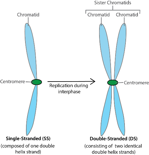 Diagram showing chromosome replication from single-stranded to double-stranded during interphase.
