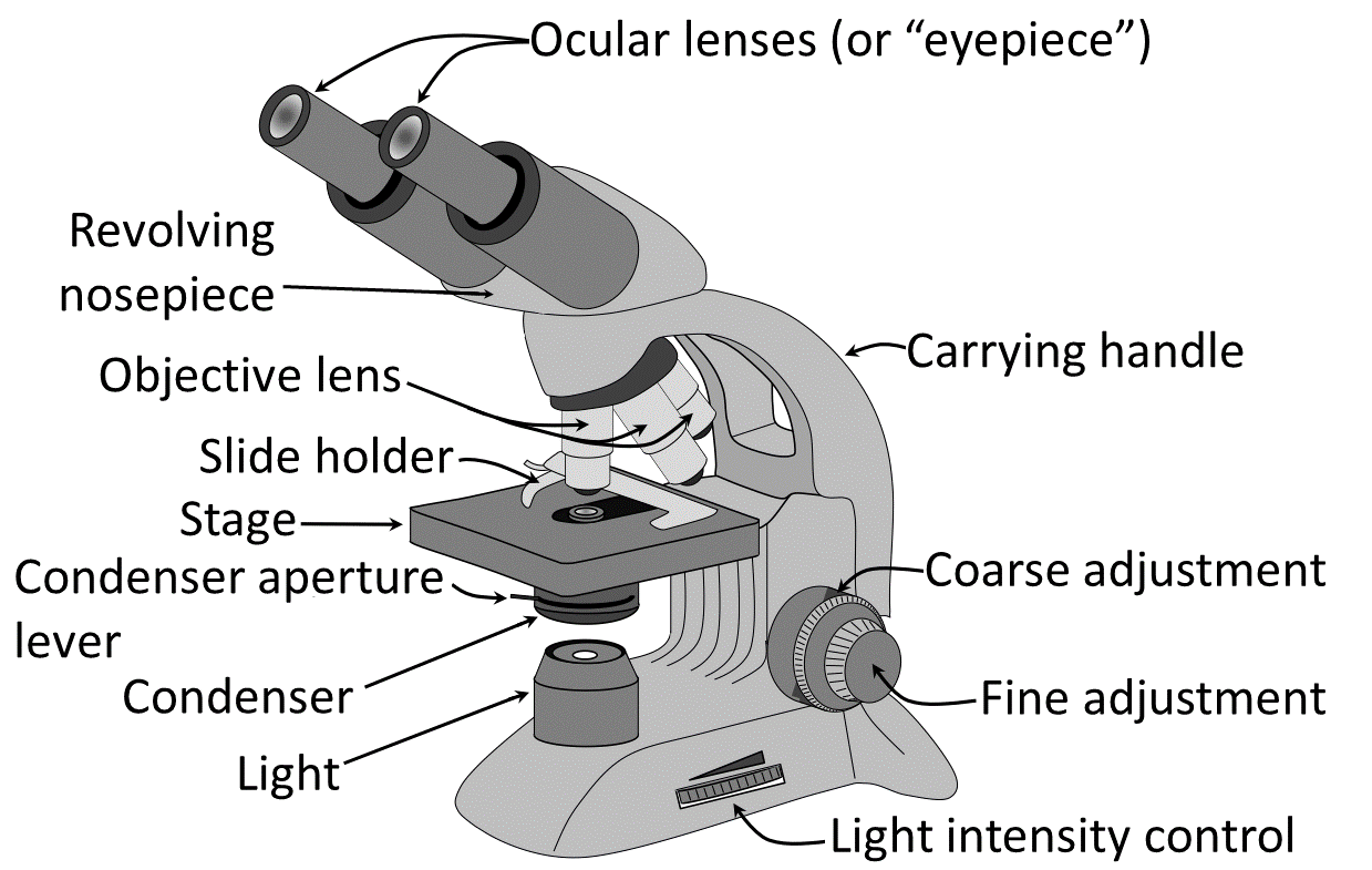 A diagram of a light microscope with each part labeled.