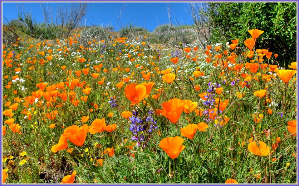 A field of orange, purple, and white flowers