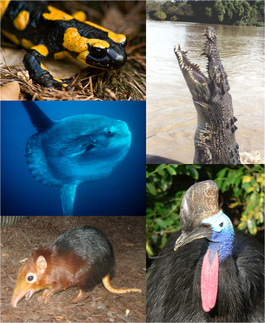 Five images representing each type of vertebrate animal: reptiles, fish, amphibians, mammals, and birds