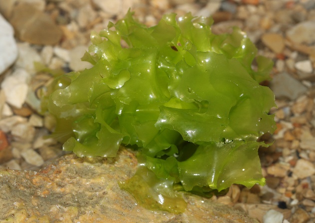 Bright green sea lettuce sitting on rocks