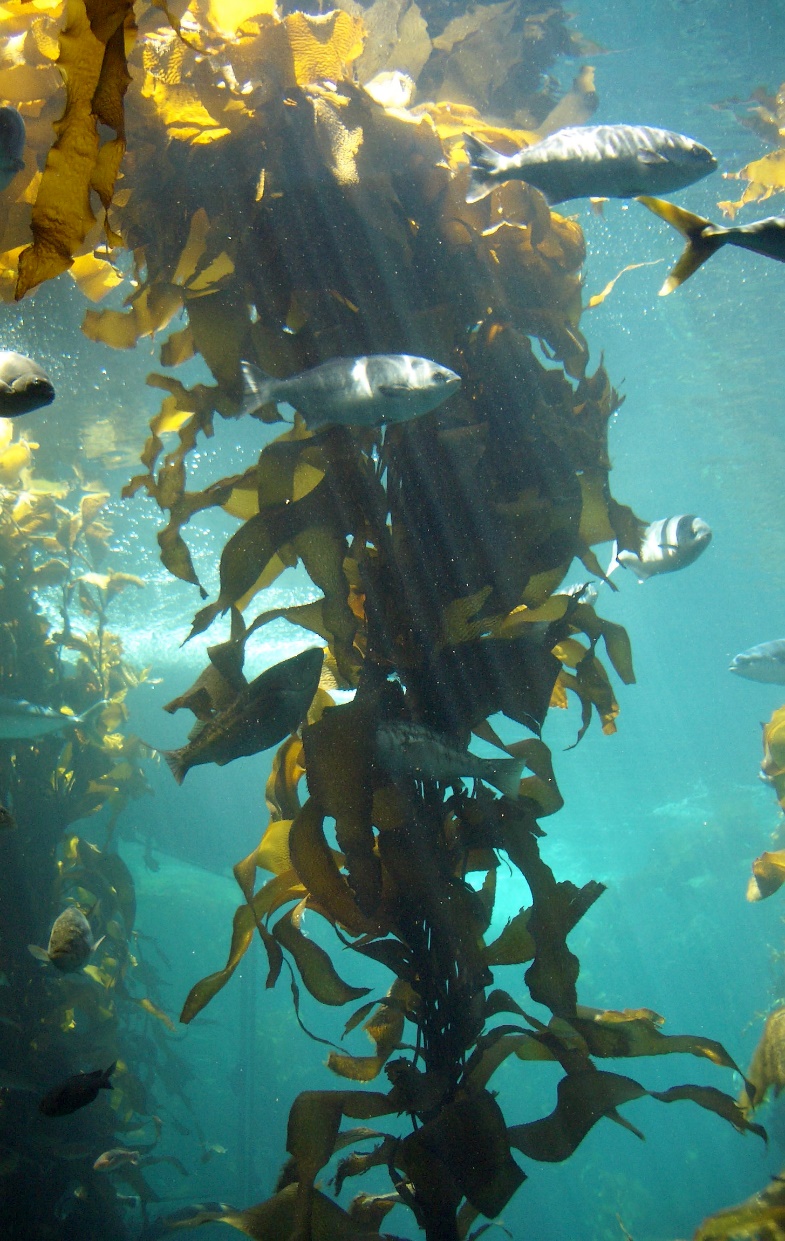 Large kelps under the water with fish swimming among them