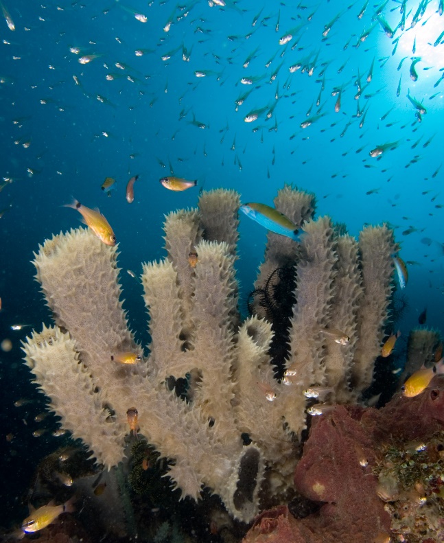 Sponges underwater, surrounded by fish