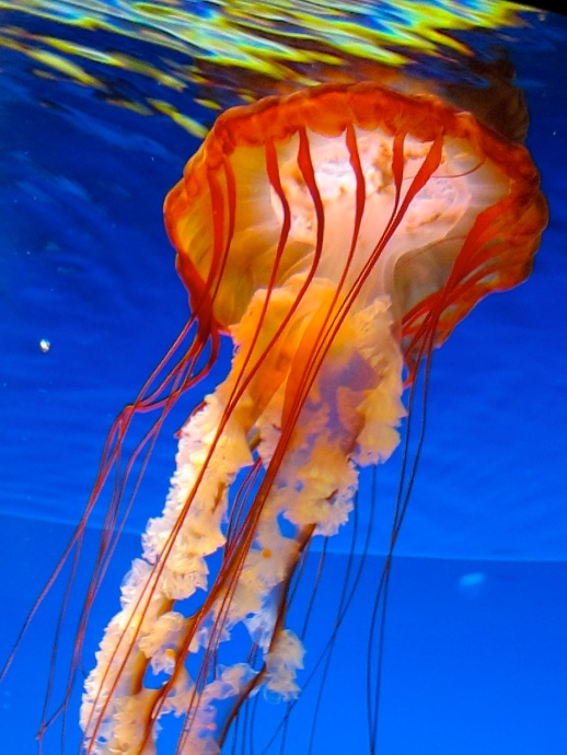 A reddish orange jellyfish underwater