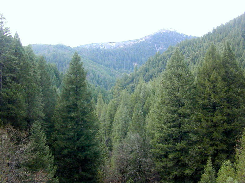 Conifer trees with a mountain in the background