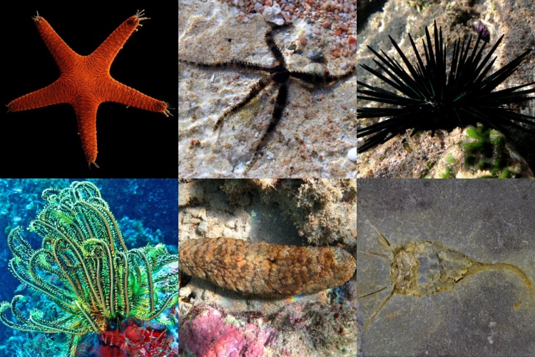 Six images of sea stars and their relatives