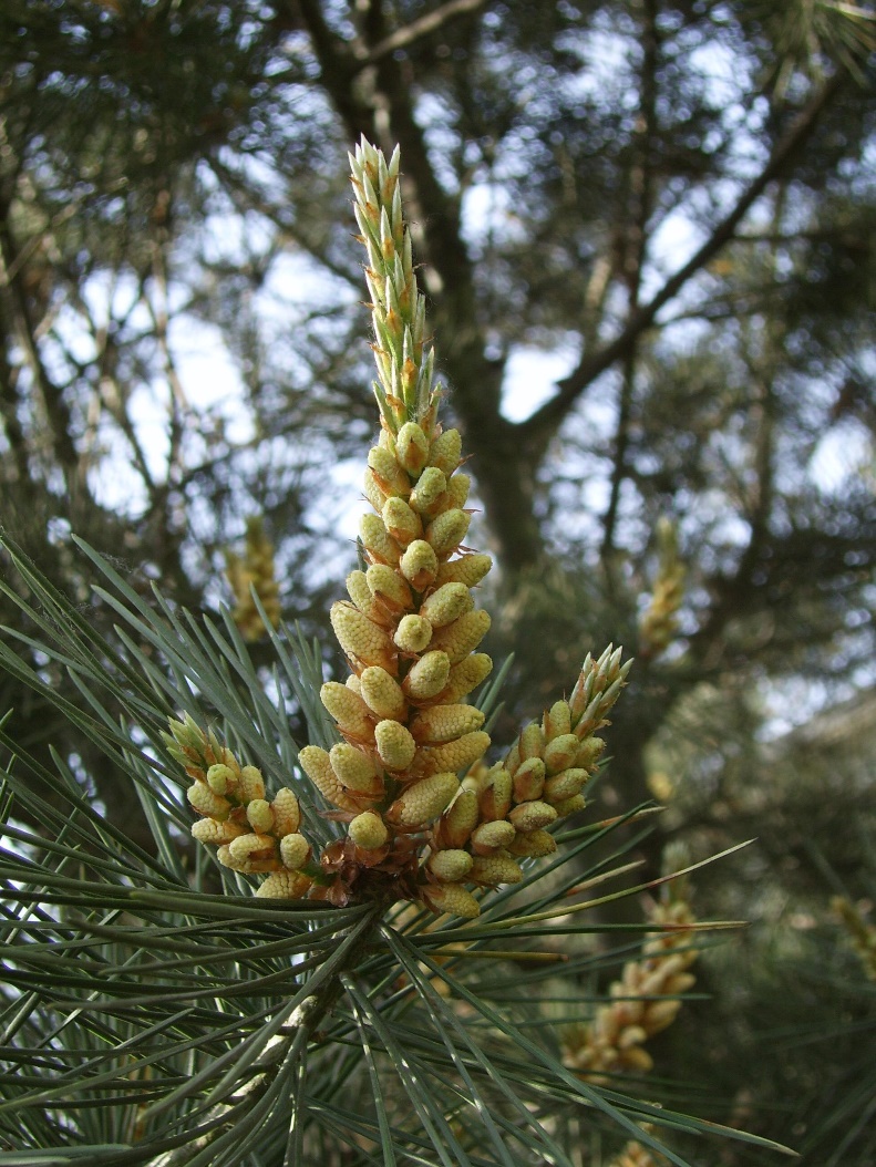 A pollen cone at the tip of a branch