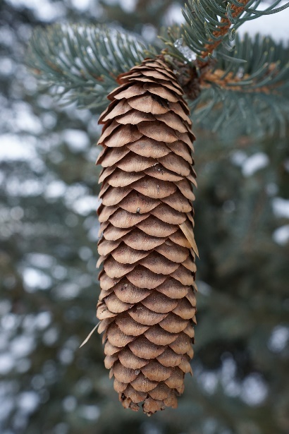 A spruce cone hanging at the end of a branch