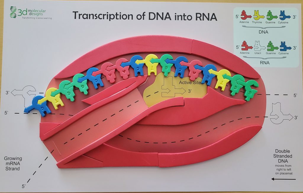 example image of how to set up the flow of genetic information kit- it includes DNA nucleotides and the RNA polymerase
