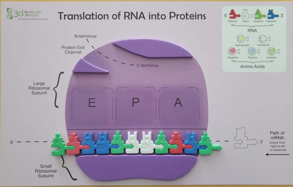example image of how to set up the flow of genetic information kit- it includes ribosomal complex and mRNA