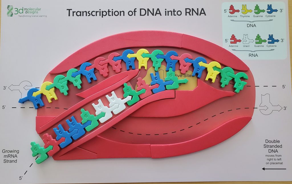 example image of how to set up the flow of genetic information kit- it includes DNA nucleotides, the RNA polymerase, and the complementary RNA strand