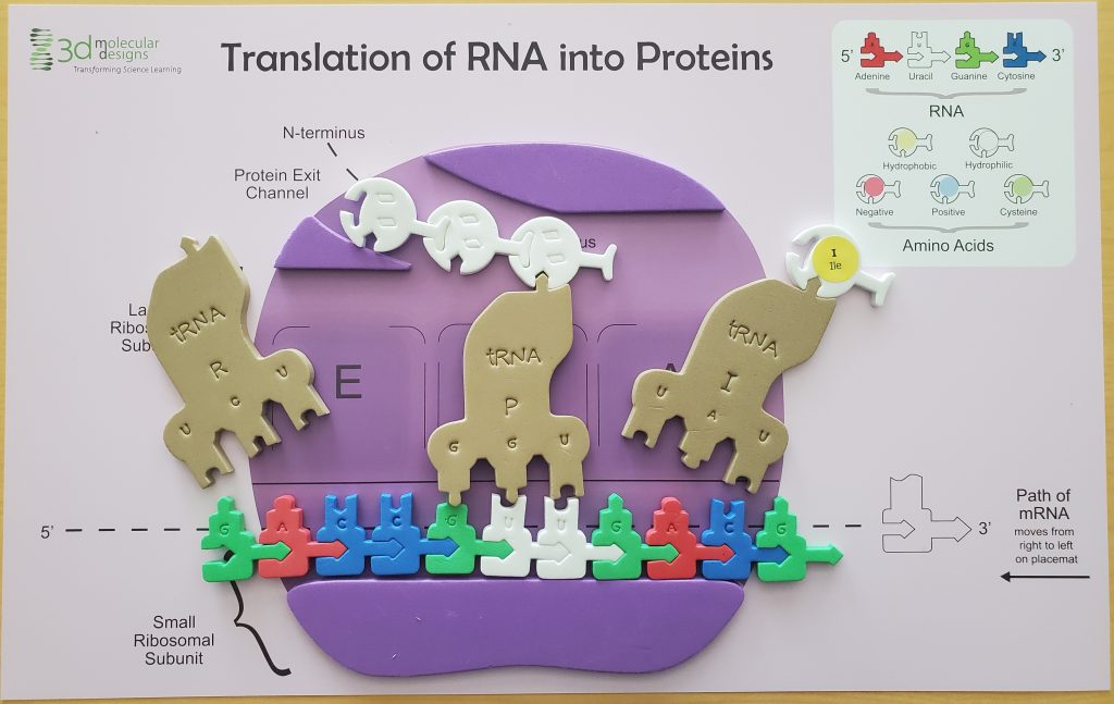 example image of how to set up the flow of genetic information kit- it includes ribosomal complex , mRNA, tRNAs and amino acids