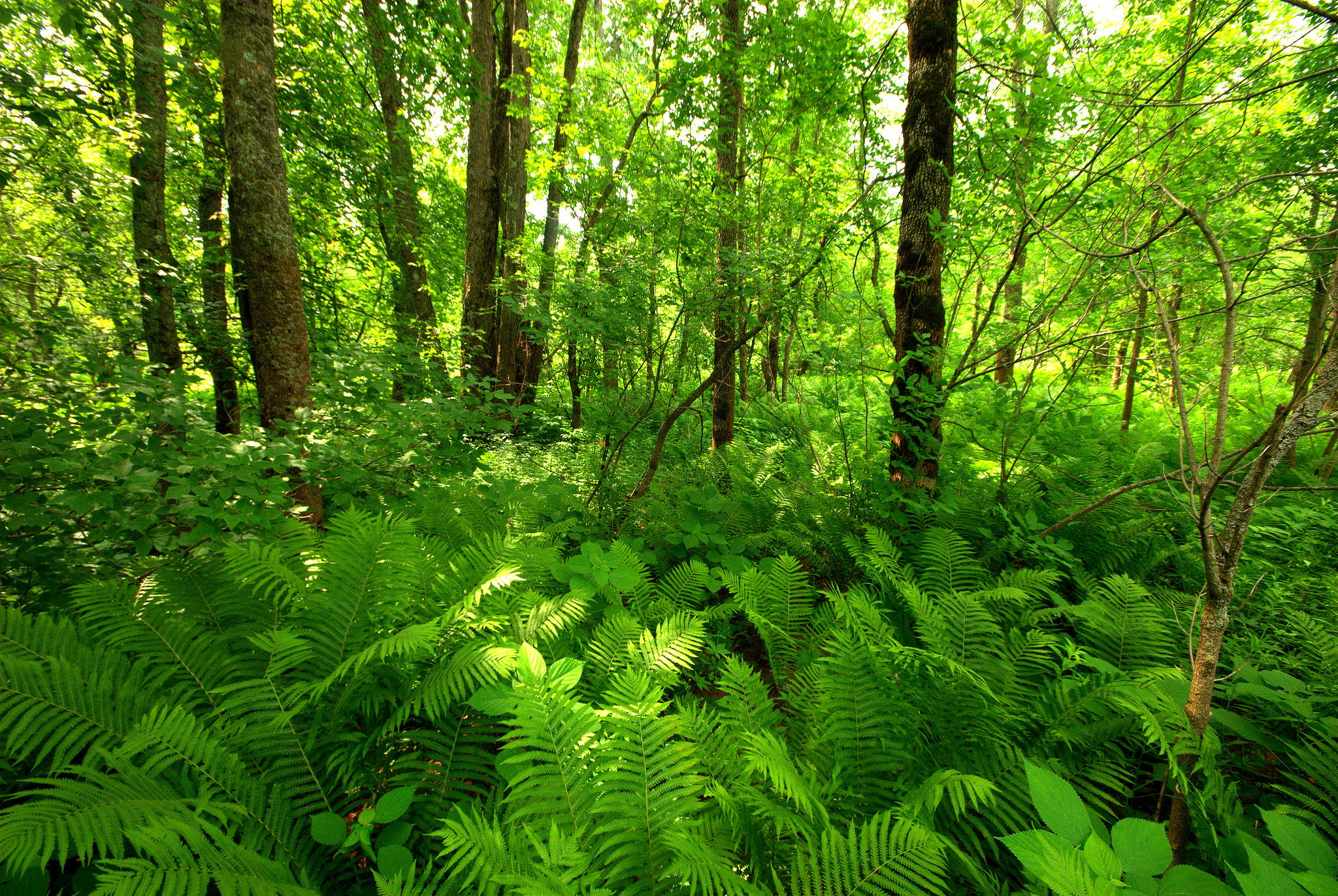 Ferns growing densely on the ground and trees behind them
