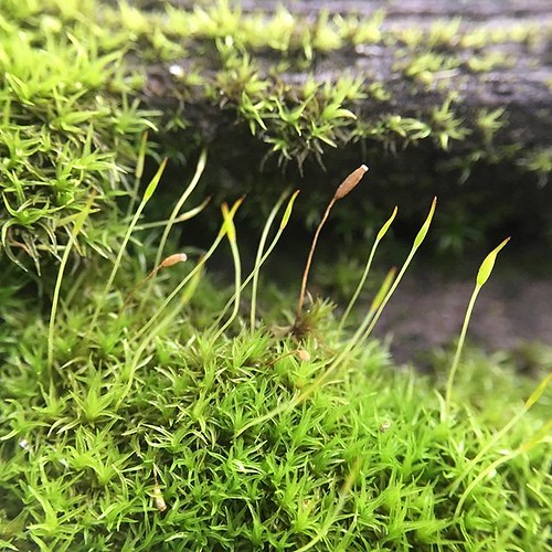 Moss growing on the ground and on a tree trunk