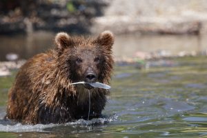 Photograph of a brown bear with a fish in its mouth at Kurilskoye Lake in Kamchatka, Russia.