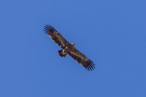 Photography of steppe eagle soaring in a blue sky.