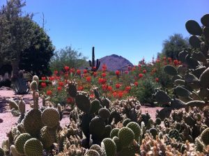 Photograph of flowering cacti in Arizona.