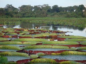 Photograph of the Pantanal wetlands.