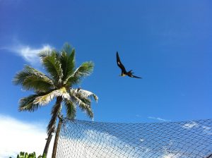 Photograph of a frigate bird, gliding near a palm tree at the island of Nauru in the Pacific Realm.