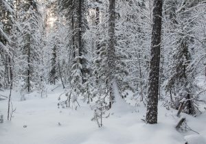 Photograph of winter forest in Russia.