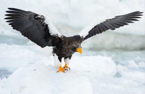 Photography of Stellar's eagle on a block of ice in Kamchatka, Russia.