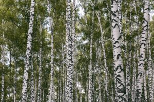 Photograph of Siberian birch forest at Prokopyevsk, Russia.