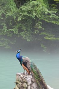 Photo of a peacock by Abkhazian lake in the country Georgia. 