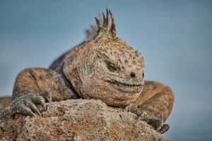 Photograph of large lizard on a rock.