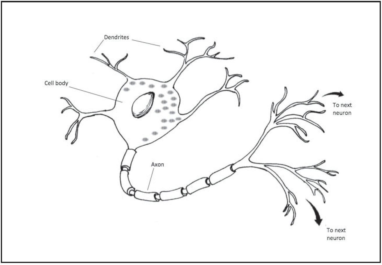 The cell body of the neuron is connected to branched extensions called dendrites. The axon extends form the cell body and splits into branches that connect to other neurons.