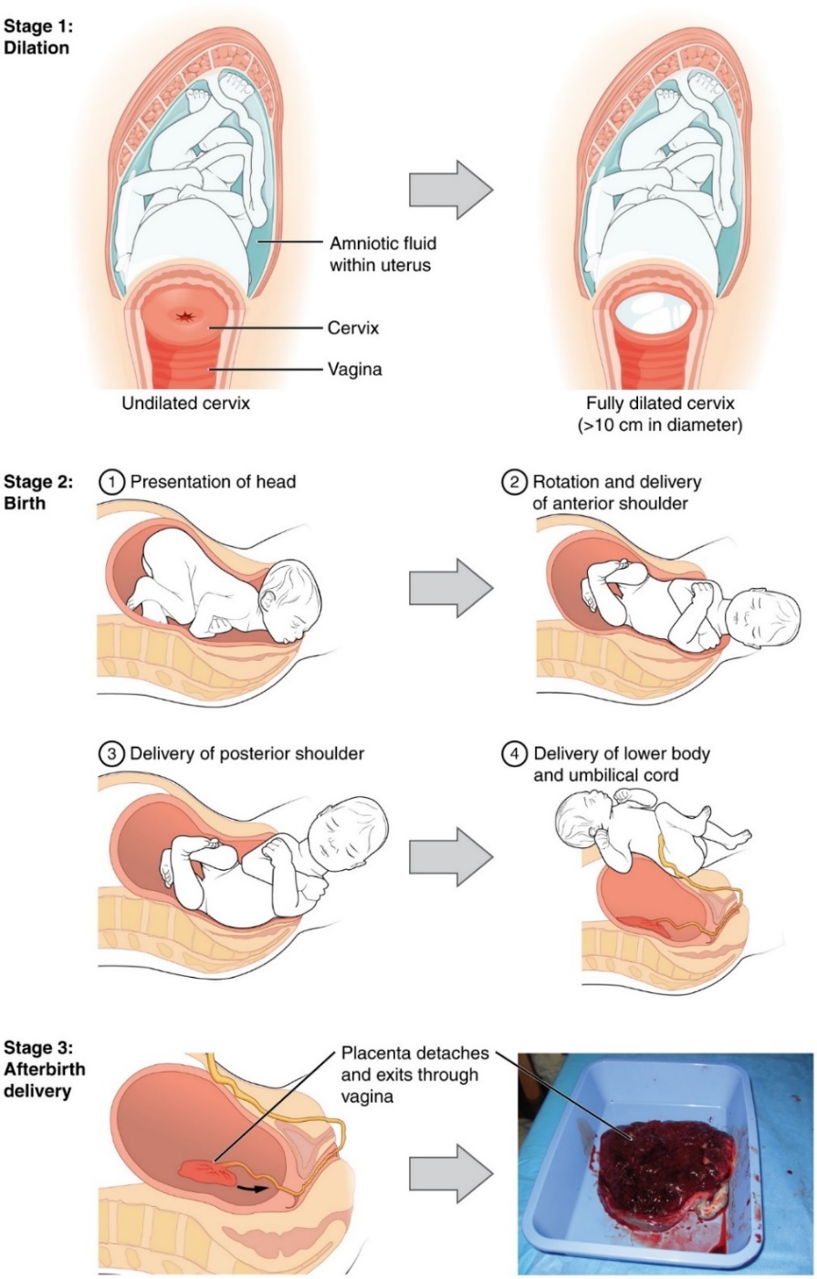 chapter-3-birth-and-the-newborn-child-growth-and-development