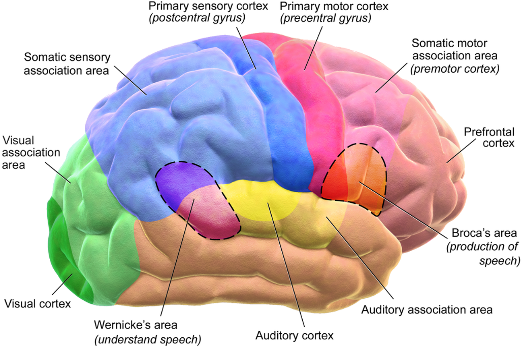 Chapter 13: Adolescence – Physical Development – Child Growth and  Development