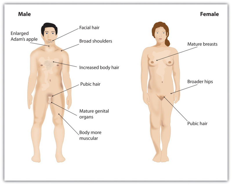 Chapter 13: Adolescence – Physical Development – Child Growth and  Development