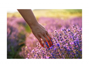 Female hand touching a lavender plant in a field in the early evening.