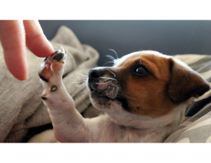 Persontouching a puppie's paw with their fingertip.