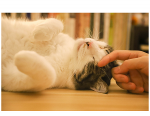 Person rubbing a kitten on the forehead.